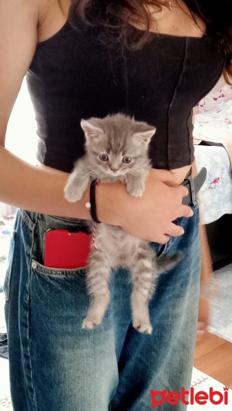 Scottish Fold, Kedi  mia fotoğrafı