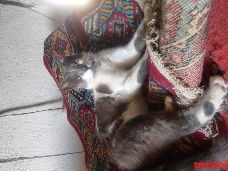 Tekir Kedi, Kedi  Bozo fotoğrafı