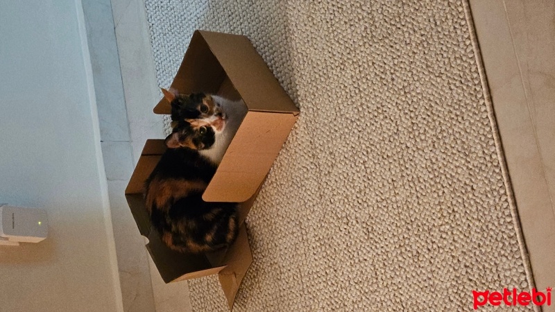 Tekir Kedi, Kedi  Mırnık fotoğrafı