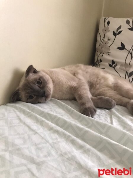 Scottish Fold, Kedi  Gümüş fotoğrafı