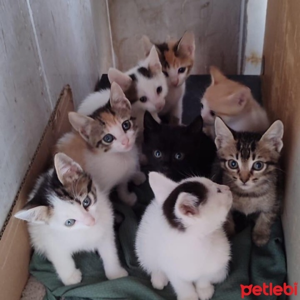 Tekir Kedi, Kedi  Bolca ücretsiz kedi yavrusu mevcut fotoğrafı