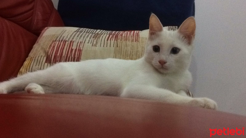 Van Kedisi, Kedi  Beyaz fotoğrafı