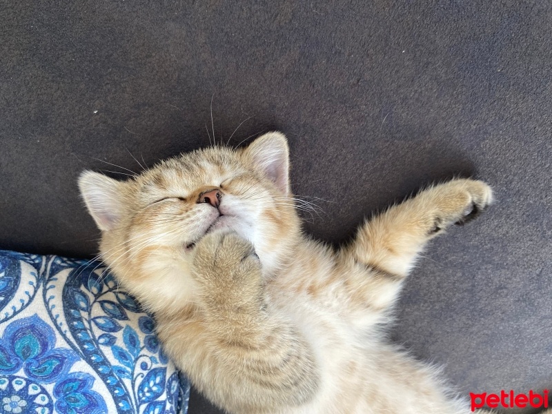 British Shorthair, Kedi  Sakız fotoğrafı