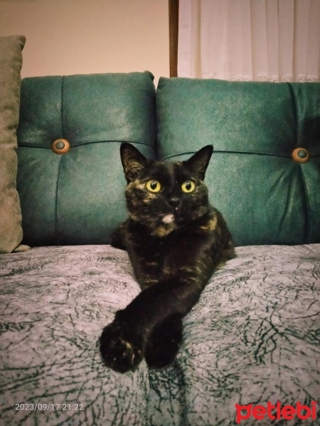 Tekir Kedi, Kedi  BAL fotoğrafı