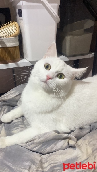 Ankara Kedisi, Kedi  Nazlı fotoğrafı