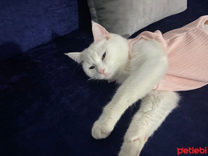 Ankara Kedisi, Kedi  Nazlı fotoğrafı