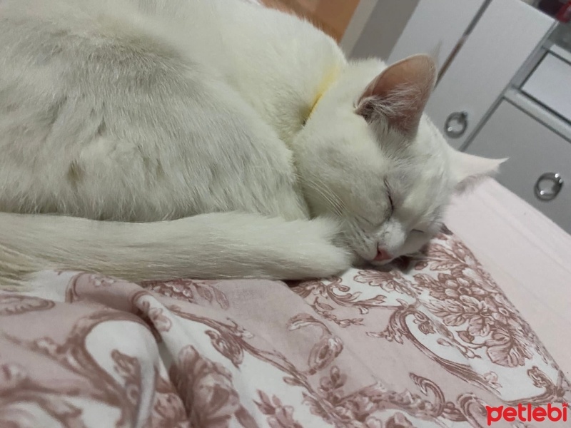 Ankara Kedisi, Kedi  Nazlı fotoğrafı