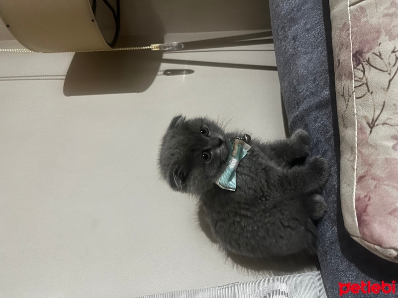 Scottish Fold, Kedi  Mars fotoğrafı