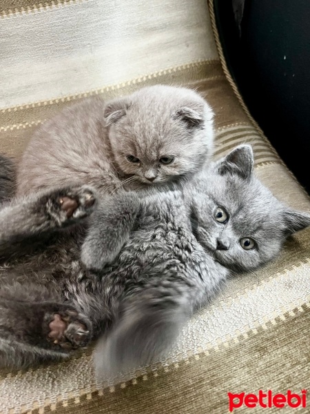 Scottish Fold, Kedi  Mars fotoğrafı