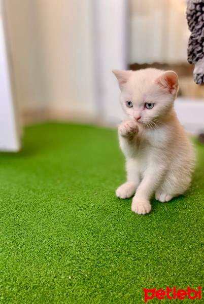 British Shorthair, Kedi  Bulut fotoğrafı