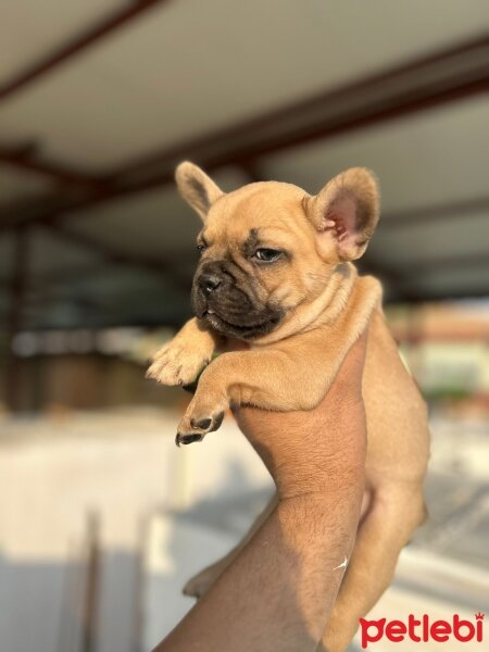 Fransız Bulldog, Köpek  Oskar fotoğrafı