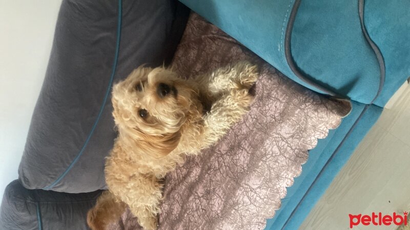 Maltese, Köpek  Moka fotoğrafı