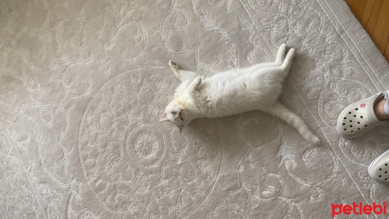 British Longhair, Kedi  Pera fotoğrafı