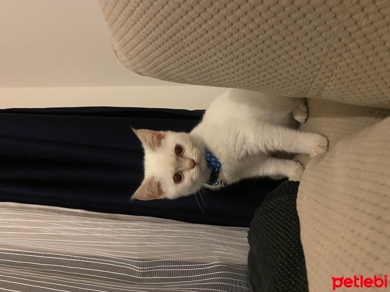 British Longhair, Kedi  Pera fotoğrafı