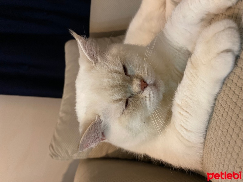 British Longhair, Kedi  Pera fotoğrafı