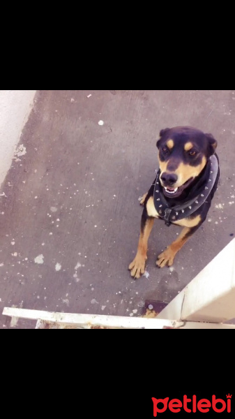 Doberman Pinscher, Köpek  Pars fotoğrafı