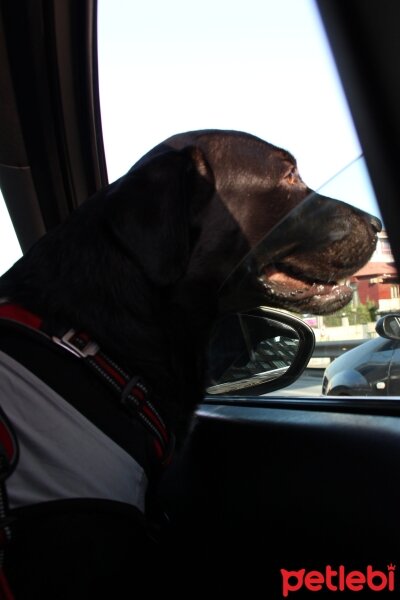 Labrador Retriever, Köpek  Rio fotoğrafı