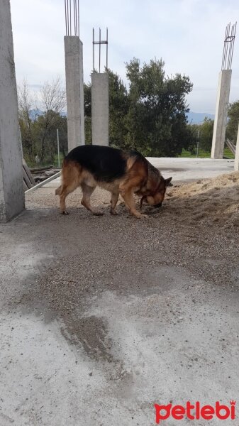 Alman Çoban Köpeği, Köpek  Ateş fotoğrafı