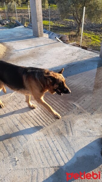 Alman Çoban Köpeği, Köpek  Ateş fotoğrafı