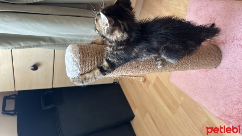 Tekir Kedi, Kedi  Minik fotoğrafı