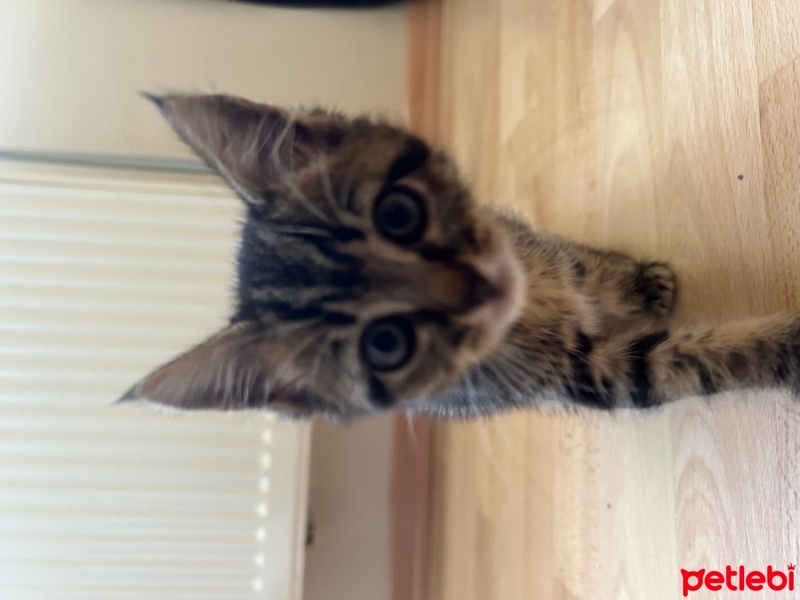 Tekir Kedi, Kedi  Minik fotoğrafı