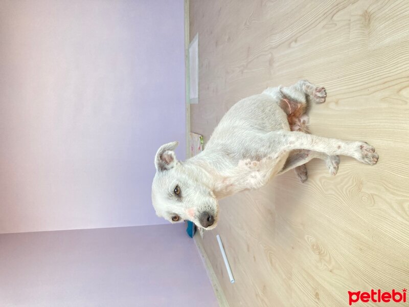 Jack Russell Terrier, Köpek  Tenten fotoğrafı