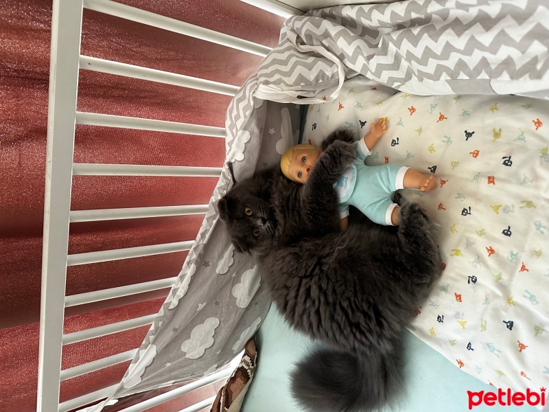 Scottish Fold, Kedi  Luna fotoğrafı