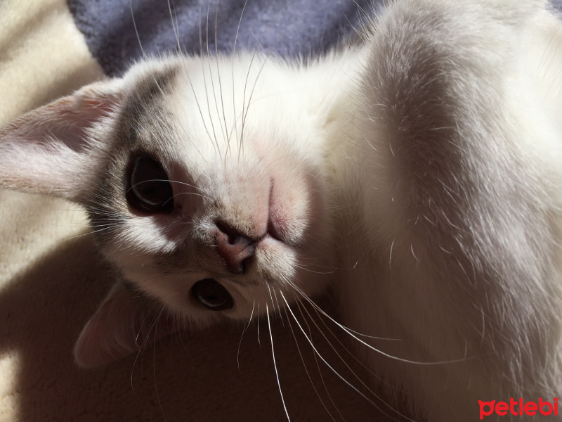 Tekir Kedi, Kedi  Mia fotoğrafı