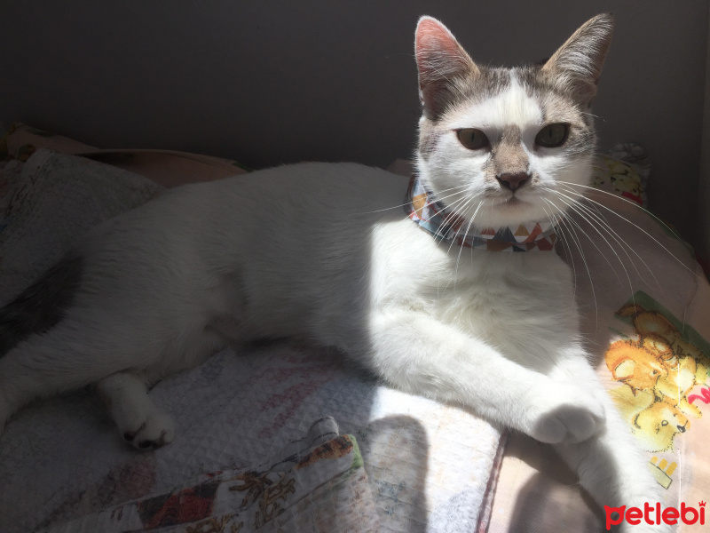 Tekir Kedi, Kedi  Mia fotoğrafı