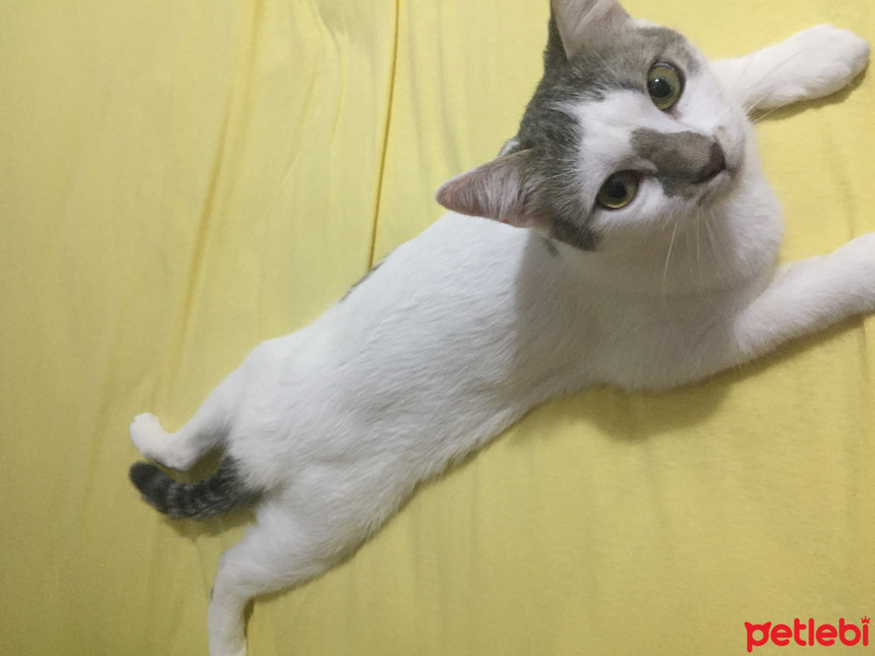 Tekir Kedi, Kedi  Mia fotoğrafı