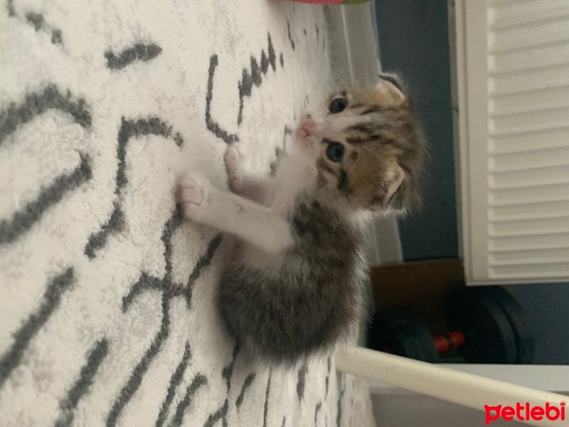 Scottish Fold, Kedi  Abidin fotoğrafı