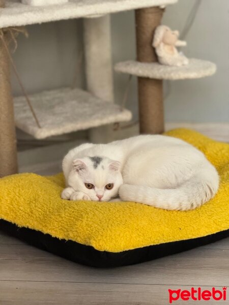 Scottish Fold, Kedi  Parla fotoğrafı