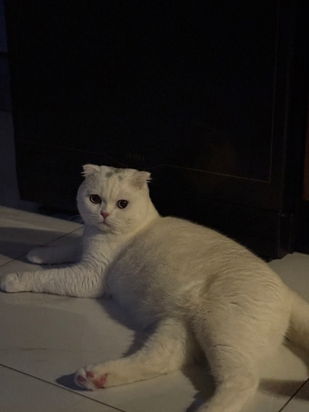 Scottish Fold, Kedi  Parla fotoğrafı