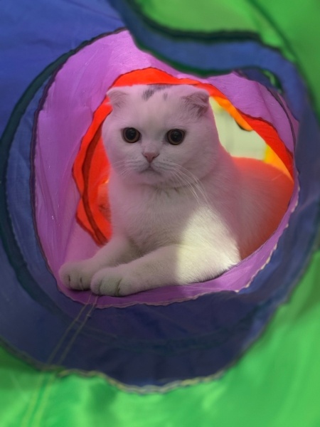 Scottish Fold, Kedi  Parla fotoğrafı