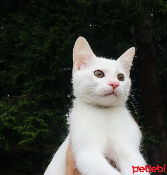 Van Kedisi, Kedi  Mürekkep  fotoğrafı