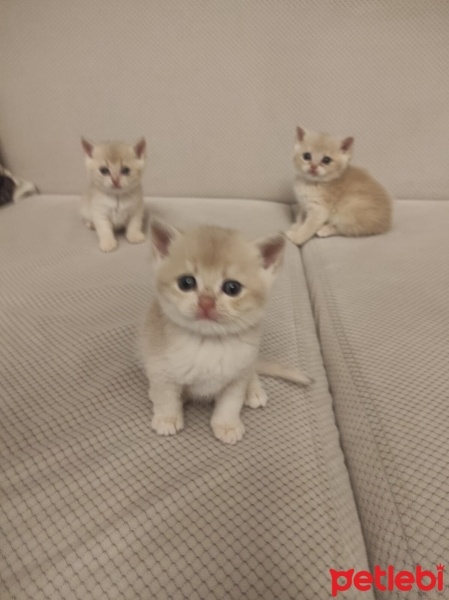 British Shorthair, Kedi  AY-12 Gold fotoğrafı