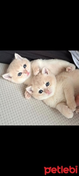 British Shorthair, Kedi  AY-12 Gold fotoğrafı
