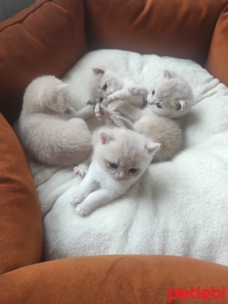British Shorthair, Kedi  AY-12 Gold fotoğrafı