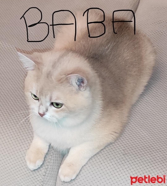 British Shorthair, Kedi  AY-12 Gold fotoğrafı