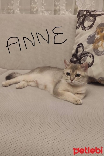 British Shorthair, Kedi  AY-12 Gold fotoğrafı