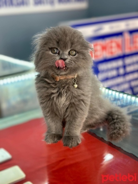 Scottish Fold, Kedi  Duman fotoğrafı