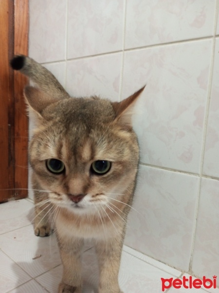 British Shorthair, Kedi  Şivaz fotoğrafı