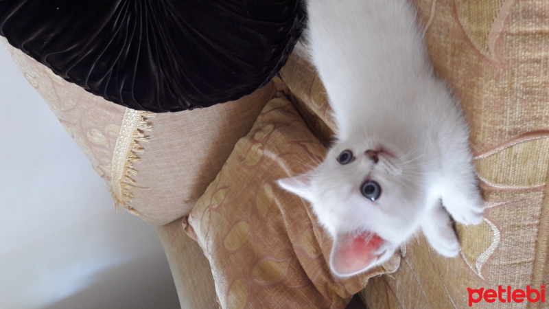 British Shorthair, Kedi  BRİTİŞH  fotoğrafı