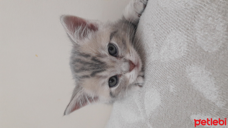British Shorthair, Kedi  BRİTİŞH  fotoğrafı