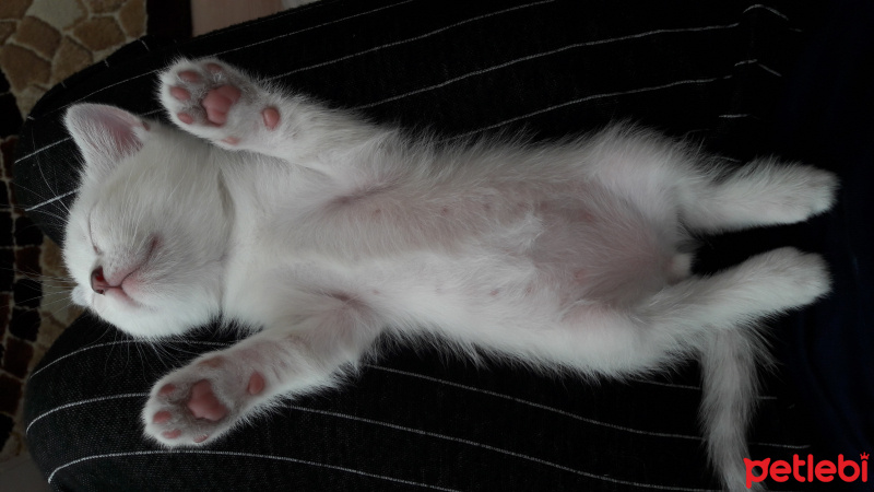 British Shorthair, Kedi  BRİTİŞH  fotoğrafı