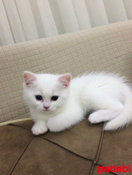 British Shorthair, Kedi  Luna fotoğrafı