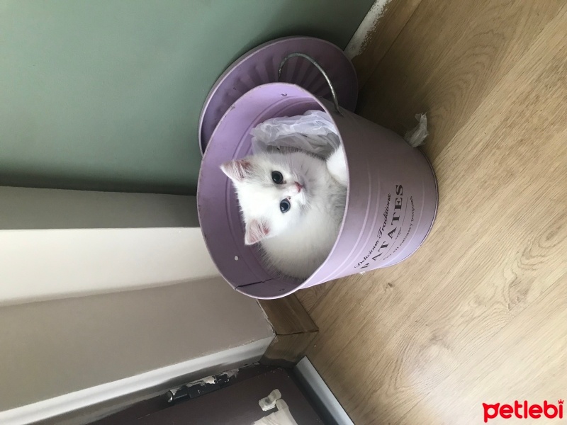 British Shorthair, Kedi  Luna fotoğrafı