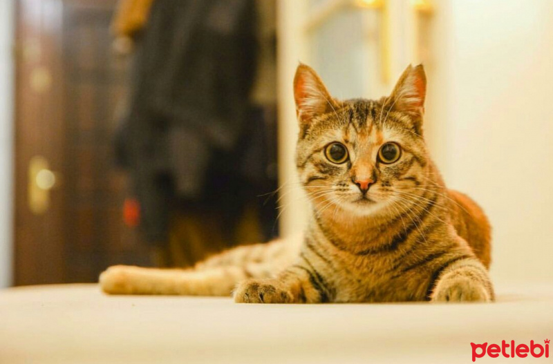 Tekir Kedi, Kedi  Müezza fotoğrafı