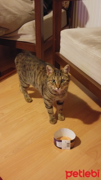Tekir Kedi, Kedi  Suzi fotoğrafı