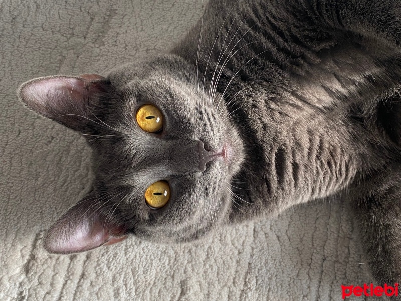 British Shorthair, Kedi  Gölge fotoğrafı
